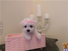 maltese puppy posted by Elegant Babies